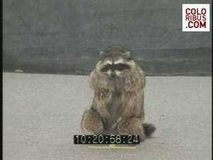 35253