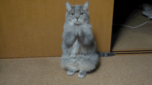 3733