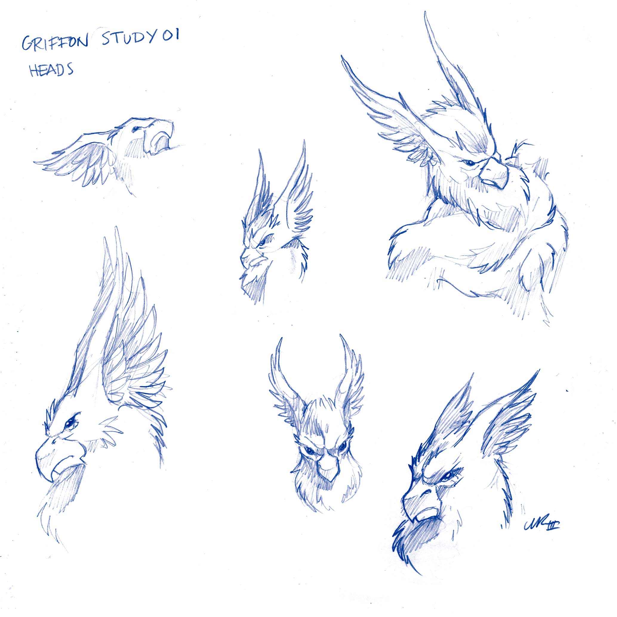 Griffon Study