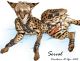 KARCAT21.JPG